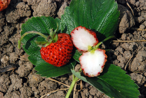 image de deux fraises louis gauthier et d'une coupé en deux